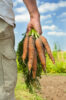 Partial image of a male farmer / gardener collecting carrot harvest on a summers day