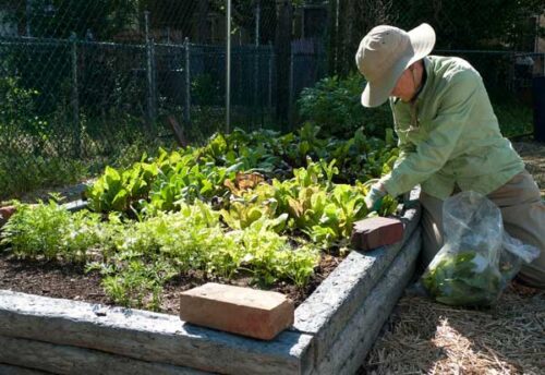 person planting in community garden - change food