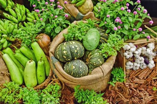 vegetables from garden - change food