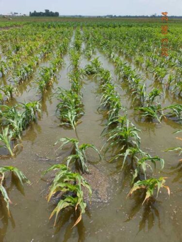 rows of green corn flooded with rainwater