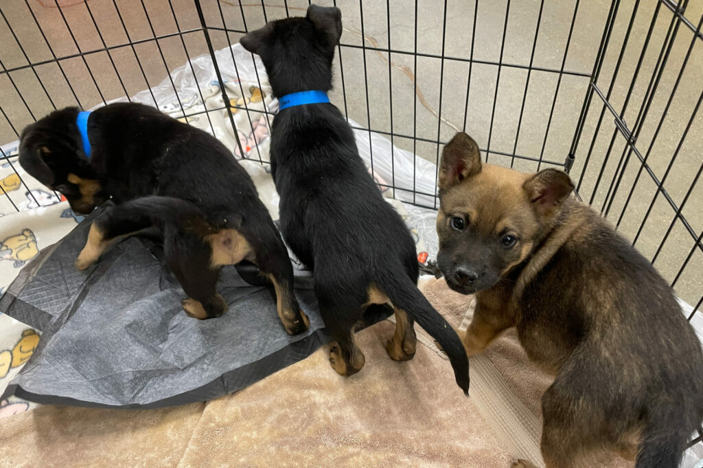 Espanola Humane puppies up for adoption