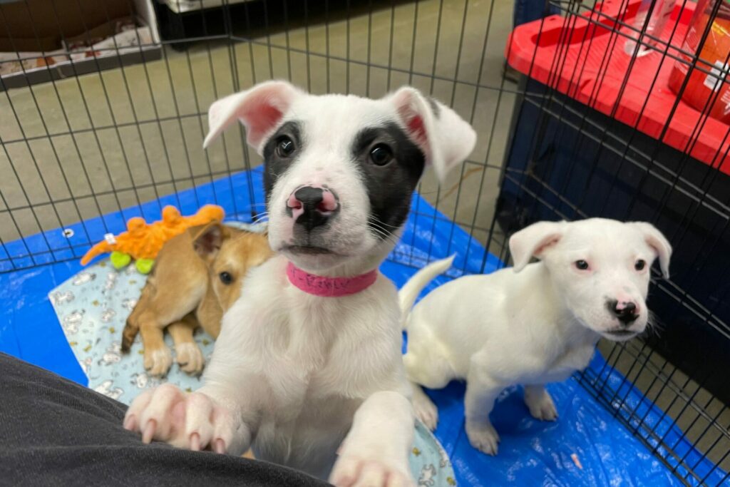 Three puppies up for adoption