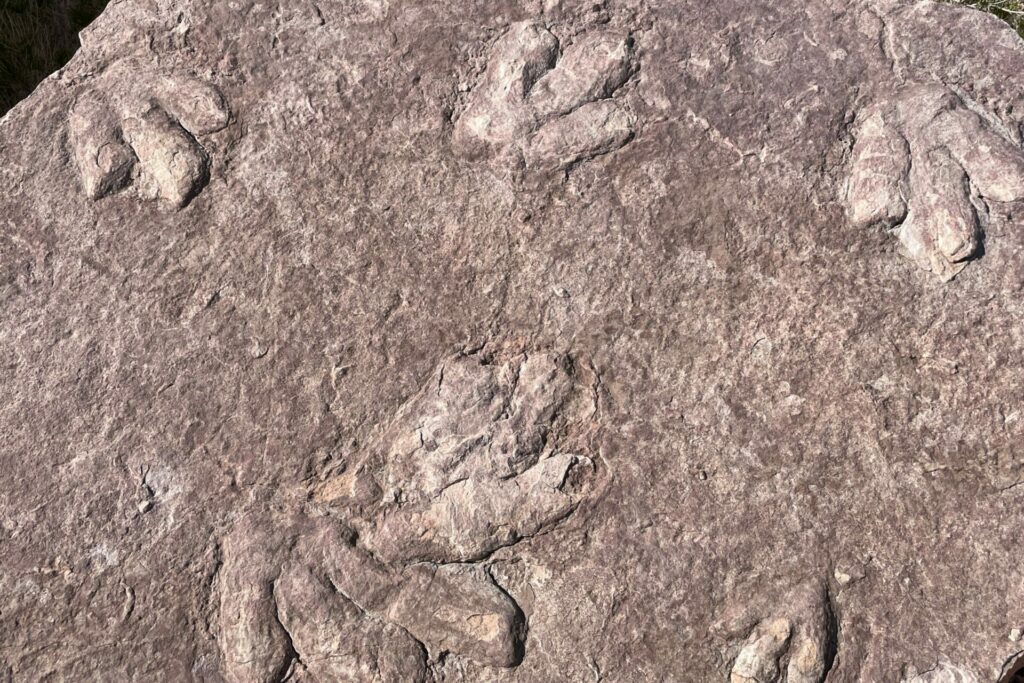 dinosaur tracks in Arizona
